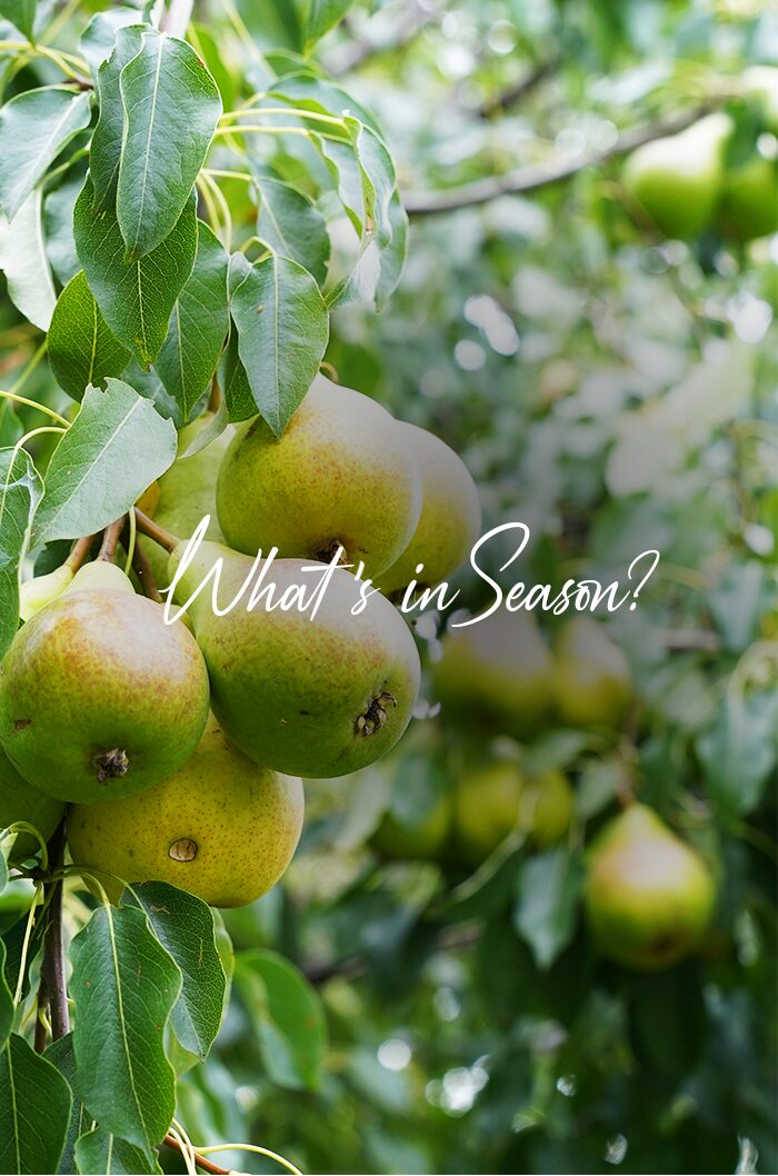 Pears in season victoria fruit palace